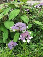 STRUIK Hydrangea aspera Macrophylla Fluweelhortensia rijkboe, Overige soorten, Vaste plant, Ophalen of Verzenden, Halfschaduw