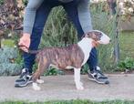 Stamboom Bullterriër pup - Mag direct verhuizen!, Bull Terriër, Particulier, Rabiës (hondsdolheid), 15 weken tot 1 jaar