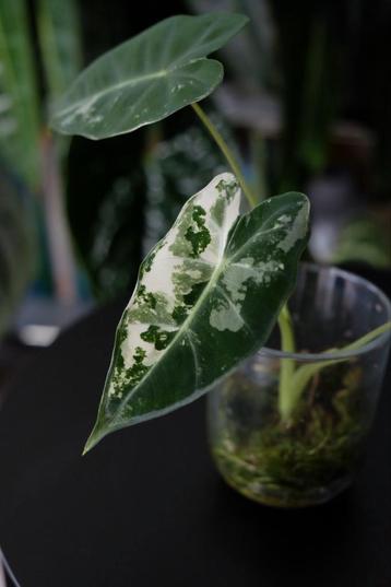 Alocasia Frydek Variegata beschikbaar voor biedingen