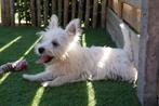 West Highland white terriër pups (westie pups), België, Rabiës (hondsdolheid), Overige rassen, 8 tot 15 weken