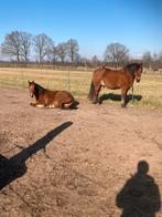 Gezocht: plek op paddock paradise voor 2 sociale paarden, Dieren en Toebehoren, Stalling en Weidegang