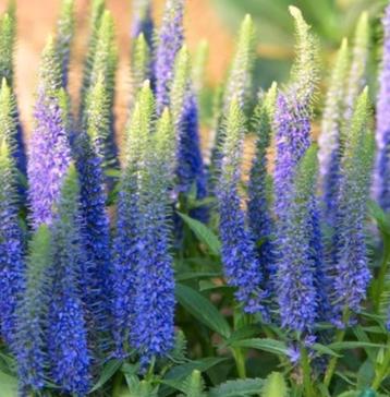 Blauwe ereprijs in potten te koop beschikbaar voor biedingen