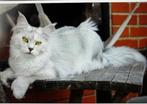 Maine Coon met mooie stamboom, Dieren en Toebehoren, Katten en Kittens | Raskatten | Langhaar, Poes, Gechipt, 0 tot 2 jaar