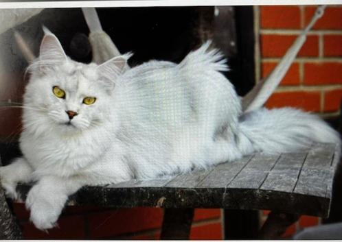 Maine Coon met mooie stamboom, Dieren en Toebehoren, Katten en Kittens | Raskatten | Langhaar, Poes, 0 tot 2 jaar, Met stamboom