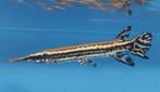 Bizarre vijvervis! Aligator snoek! Longnose gar, baars steur, Overige soorten