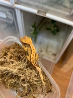 Crested gecko yellow full pin, Dieren en Toebehoren, 0 tot 2 jaar
