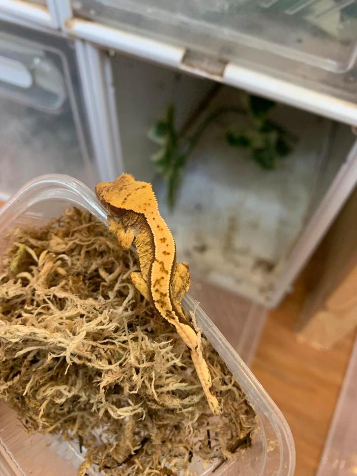 Crested gecko yellow full pin, Dieren en Toebehoren, Reptielen en Amfibieën, Hagedis, 0 tot 2 jaar