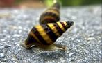 Helena slak, Dieren en Toebehoren, Vissen | Aquariumvissen, Slak of Weekdier
