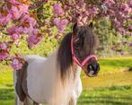 Shetlander merrie 3,5 jaar, Merrie