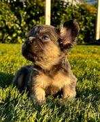 Franse bulldog fluffy’s, Dieren en Toebehoren, Honden | Bulldogs, Pinschers en Molossers, 8 tot 15 weken, Meerdere, Meerdere dieren