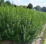 Ligustrum ovalifolium 80/100 cm. 3-5 tak 2 jarige planten, Ophalen, Overige soorten, Halfschaduw