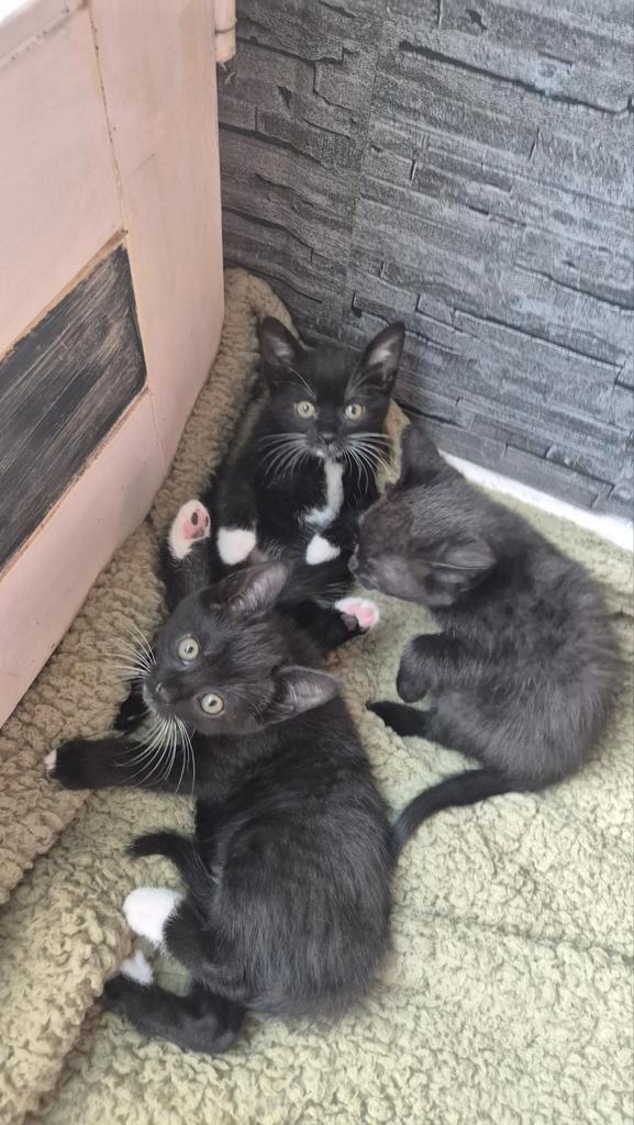 Kittens, Dieren en Toebehoren, Katten en Kittens | Overige Katten, Meerdere dieren