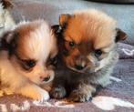 Super mooie dwergkees pups te koop, België, Particulier, Rabiës (hondsdolheid), Overige rassen