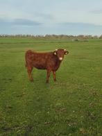 Dexter koe, Mannelijk, Geit