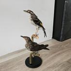 Opgezet Javaanse klauwiertimalia

Opgezette taxidermie, Ophalen of Verzenden, Vogel, Opgezet dier