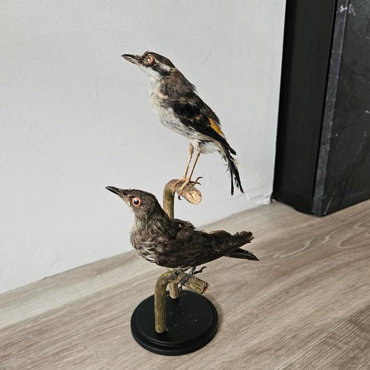 Opgezet Javaanse klauwiertimalia

Opgezette taxidermie, Verzamelen, Dierenverzamelingen, Opgezet dier, Vogel, Ophalen of Verzenden