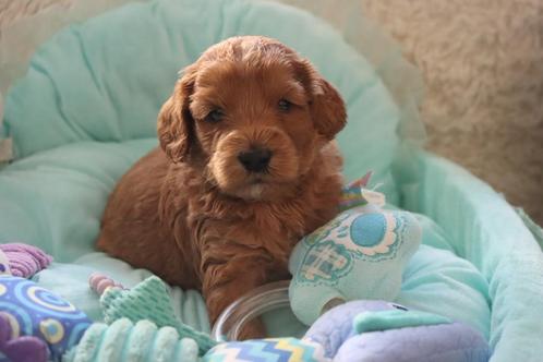 labradoodle pups, Dieren en Toebehoren, Honden | Retrievers, Spaniëls en Waterhonden, Meerdere dieren, Overige rassen, Fokker | Hobbymatig