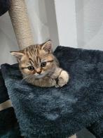 Prachtige Britse korthaar black/Golden shaded katerje, Dieren en Toebehoren, Katten en Kittens | Raskatten | Korthaar, Kater, Ontwormd
