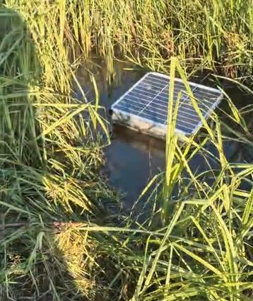 Watervlot XL 50watt  beschikbaar voor biedingen