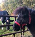 Gezelligheidsvriendinnetje / shet aangeboden, Dieren en Toebehoren, Stalling en Weidegang, Stalling