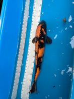 56 cm utsuri koi, Dieren en Toebehoren, Vissen | Vijvervissen, Karper of Koi