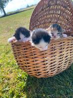 KITTENS, Dieren en Toebehoren, Katten en Kittens | Overige Katten, Geslacht onbekend, 0 tot 2 jaar