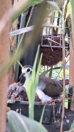 Tamboerijnduif tamboerijnduiven tamboerijn, Dieren en Toebehoren, Vogels | Overige Vogels, Meerdere dieren