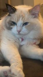 Ragdllol, Dieren en Toebehoren, Katten en Kittens | Raskatten | Langhaar, Poes