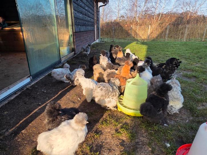 Zijdehoen hennen, Dieren en Toebehoren, Pluimvee, Kip