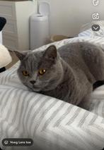 Britse korthaar met elektrische kattenbak, Dieren en Toebehoren, Katten en Kittens | Dekkaters, 0 tot 2 jaar