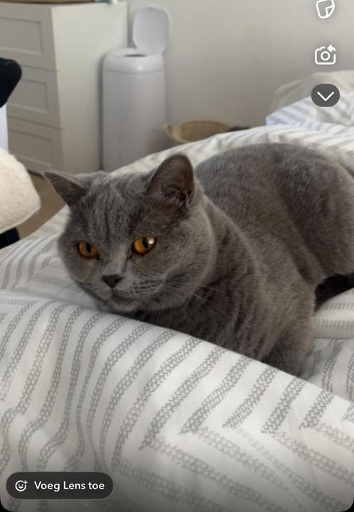 Britse korthaar met elektrische kattenbak, Dieren en Toebehoren, Katten en Kittens | Dekkaters, 0 tot 2 jaar