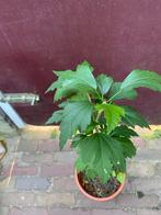 Hibiscus plant, 70cm hoog, Tuin en Terras, Planten | Struiken en Hagen, Ophalen, Overige soorten, Minder dan 100 cm