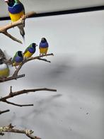 Gouldamadines, Dieren en Toebehoren, Vogels | Overige Vogels, Meerdere dieren