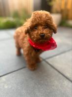 Toypoedel pup Reu, Dieren en Toebehoren, Poedel, Particulier, Rabiës (hondsdolheid), 15 weken tot 1 jaar