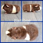 Cavia beer 2, Dieren en Toebehoren, Cavia, Mannelijk, Tam, Oktober