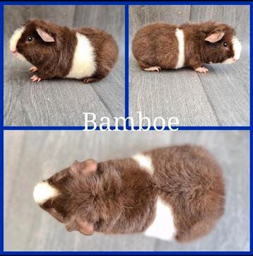 Cavia beer 2 beschikbaar voor biedingen