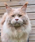 Maine coon dekkater, 0 tot 2 jaar