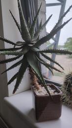 Cactus in a pot, Ophalen, Cactus, Minder dan 100 cm