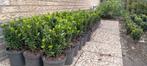 Euonymus Japonicus Green Spire(buxus vervanger), Tuin en Terras, Ophalen, Overige soorten, Haag, Minder dan 100 cm