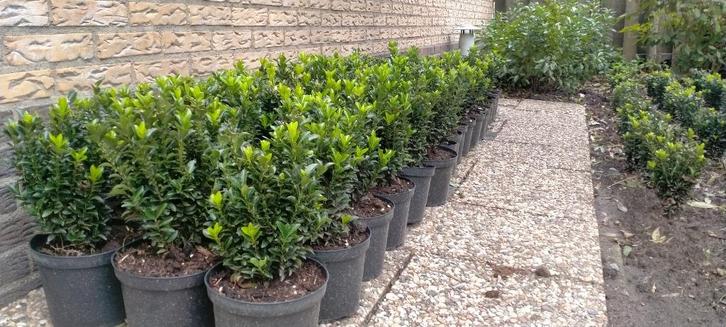 Euonymus Japonicus Green Spire(buxus vervanger), Tuin en Terras, Planten | Struiken en Hagen, Haag, Overige soorten, Minder dan 100 cm
