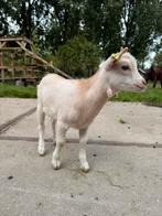 Mooi dwerg bokje te koop CAE/CL vrij, Mannelijk, Geit, 0 tot 2 jaar