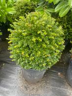 Taxus bollen leverbaar tot 200 cm. Prijs vanaf euro 35,-., Ophalen, Taxus, Minder dan 100 cm