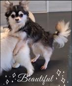 Mini Huskey kleur Chihuahua Reutje Ter Dekking, Dieren en Toebehoren, Honden | Dekreuen, Particulier, Rabiës (hondsdolheid), Meerdere
