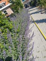Nepeta walkers low kattenkruid, Tuin en Terras, Planten | Tuinplanten, Ophalen of Verzenden, Overige soorten, Volle zon