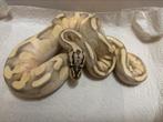 Kweek groep Python Regius met racks en broedstoven, Slang