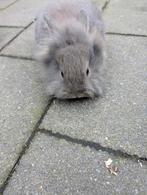 Lief mannetjes konijn 6 weken oud, Dieren en Toebehoren, Mannelijk, Dwerg