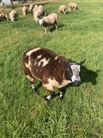 Bonte dek rammen te koop, Dieren en Toebehoren, Mannelijk, Schaap