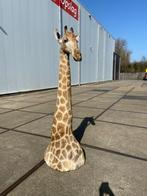 opgezette giraffe 265cm hoog!! Met CITES, Verzamelen, Ophalen of Verzenden, Nieuw, Wild dier, Opgezet dier