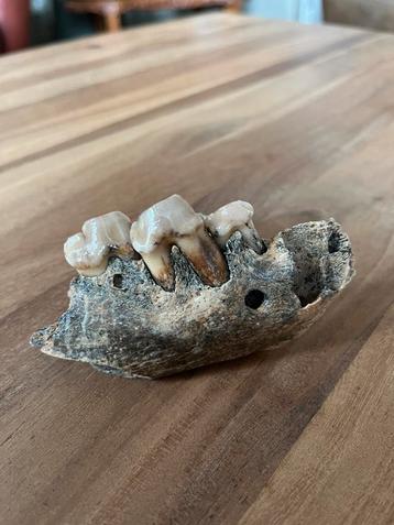 Onderkaak Grottenhyena (Crocuta spelaea) met vraatsporen beschikbaar voor biedingen