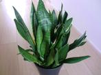 Grote pot met 3 verschillende Sanseveria's, Huis en Inrichting, Ophalen, Overige soorten, Halfschaduw, Minder dan 100 cm